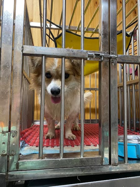 Hình ảnh Nhà trẻ Chó Xương - Khách sạn chó mèo Tân Phú - Bình Tân - 3