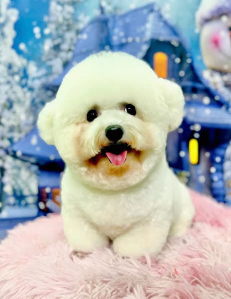 Hình ảnh PUN NÂU PET SHOP (Tắm cắt tỉa làm đẹp chó mèo) - 4