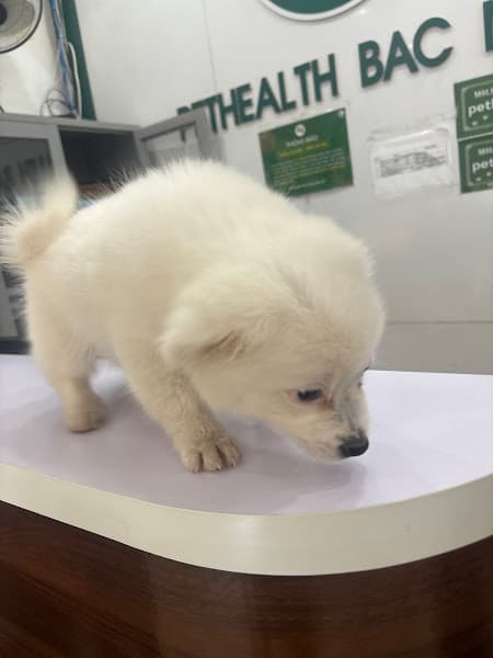 Hình ảnh Bệnh viện thú y PetHealth Bắc Ninh - 4