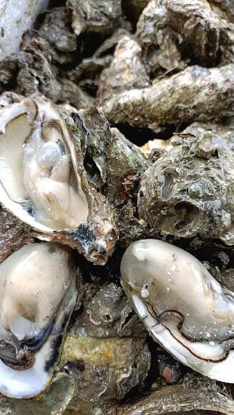 Hình ảnh Hải Sản Tươi Sống Bảy Khá - 2