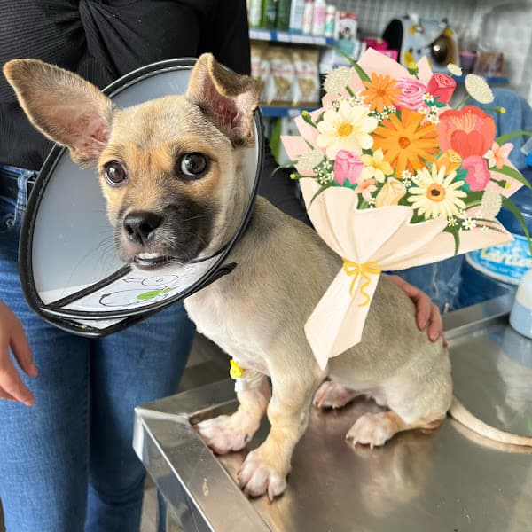 Hình ảnh Phòng khám thú y Dalovet Đà Lạt - 4