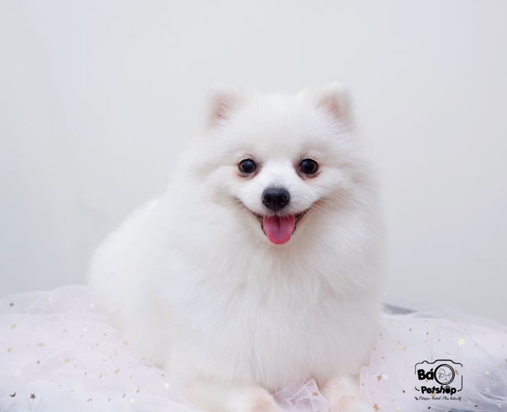 Hình ảnh BÁO PETSHOP - Spa, hotel, phụ kiện chó mèo - 5