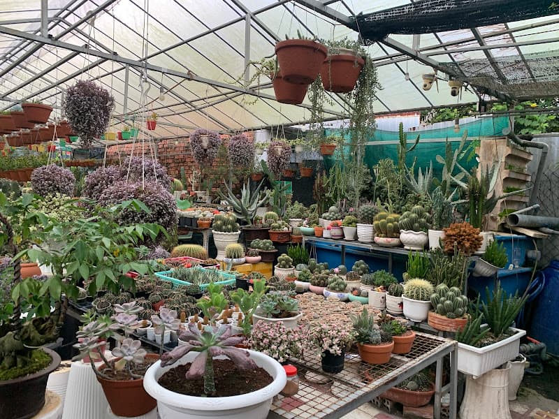 Vườn Xương Rồng & Sen Đá Biên Hoà Đồng Nai