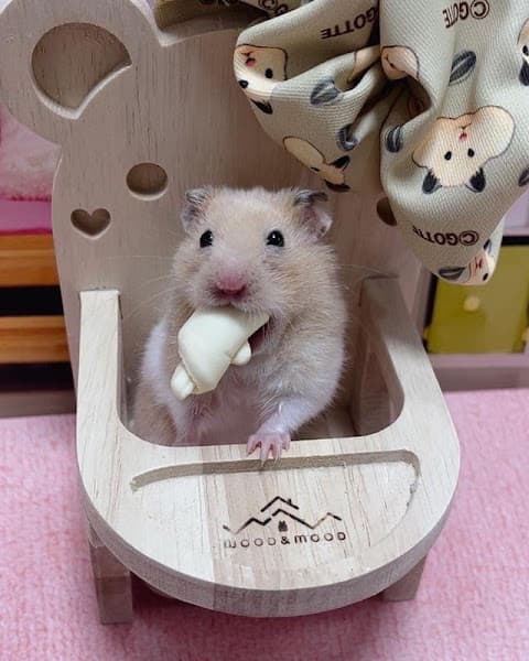 Hình ảnh Home Pet's - Chuột Hamster Hải Phòng - 2