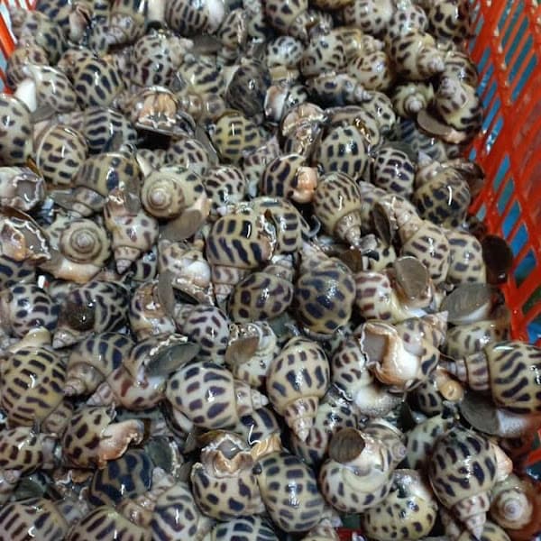 Hình ảnh Công Ty TNHH Hải Sản Văn Thìn - 4