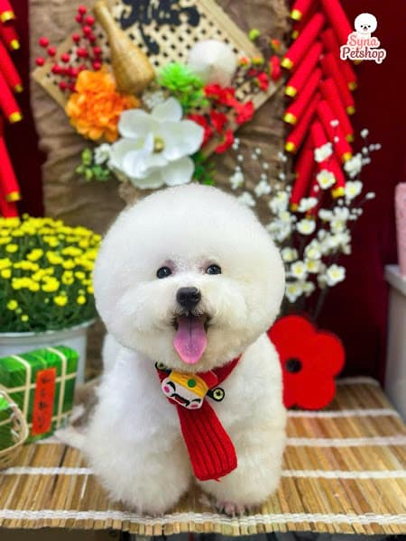 Hình ảnh Syna Petshop - Dịch vụ chăm sóc thú cưng chuyên nghiệp - 3