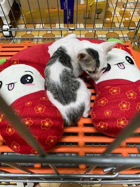 Hình ảnh PET HOUSE - PHÒNG KHÁM THÚ Y 24/7 - 2