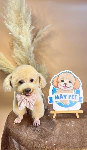 Hình ảnh Mây Pet Spa - Grooming - Hotel - 3