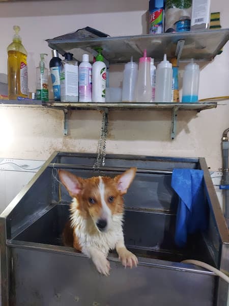 Hình ảnh SPa Dịch vụ làm đẹp thú cưng. Cấp cứu thú cưng. - 2