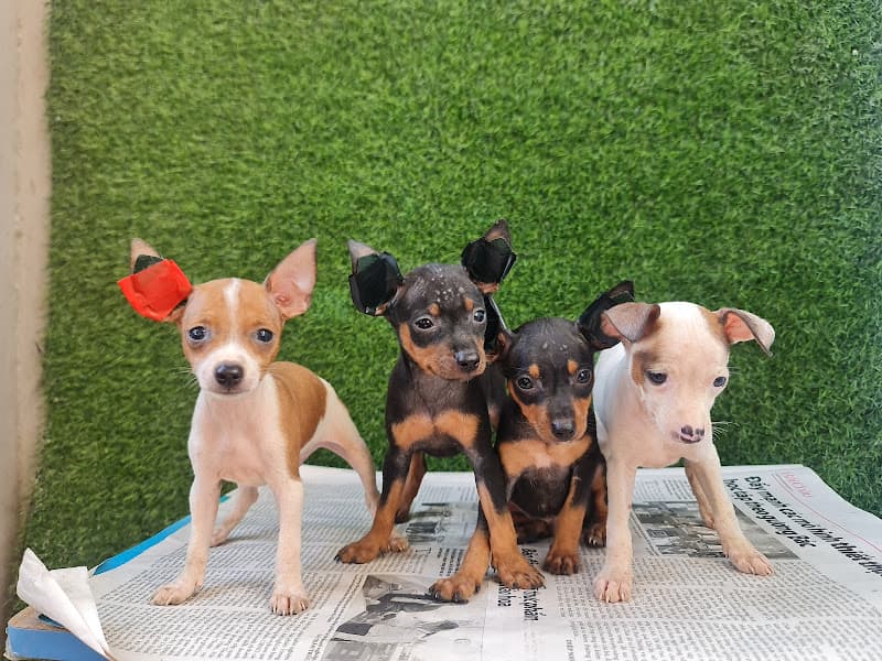 Hình ảnh Petshop chó cảnh đà nẵng - 5