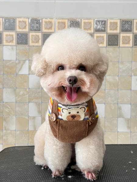 Bon Béo Spa - Tiệm Tắm Cún Meo