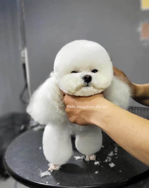 Hình ảnh Pets Kingdom Đà Lạt - 3