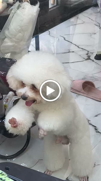 Hình ảnh DIỆU THÚ CƯNG - SPA CẮT TỈA - HOTEL LƯU TRÚ 20/24h - 2