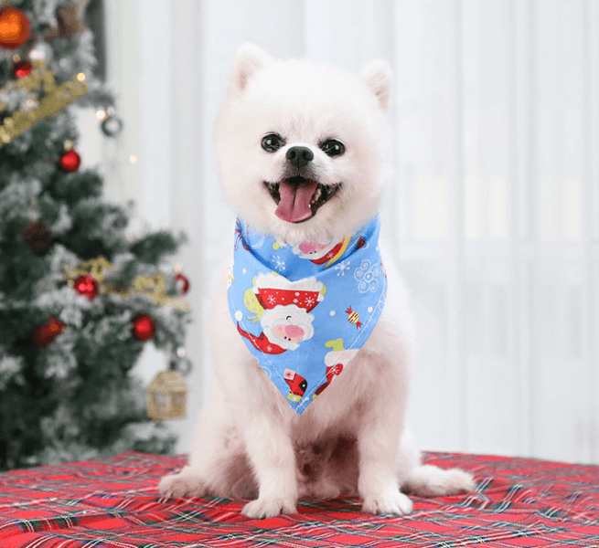 Hình ảnh LuBu PetStore - Siêu thị & Spa thú cưng - 3