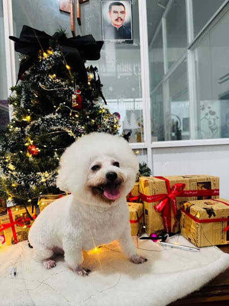 Hình ảnh Pooh pet shop - 4