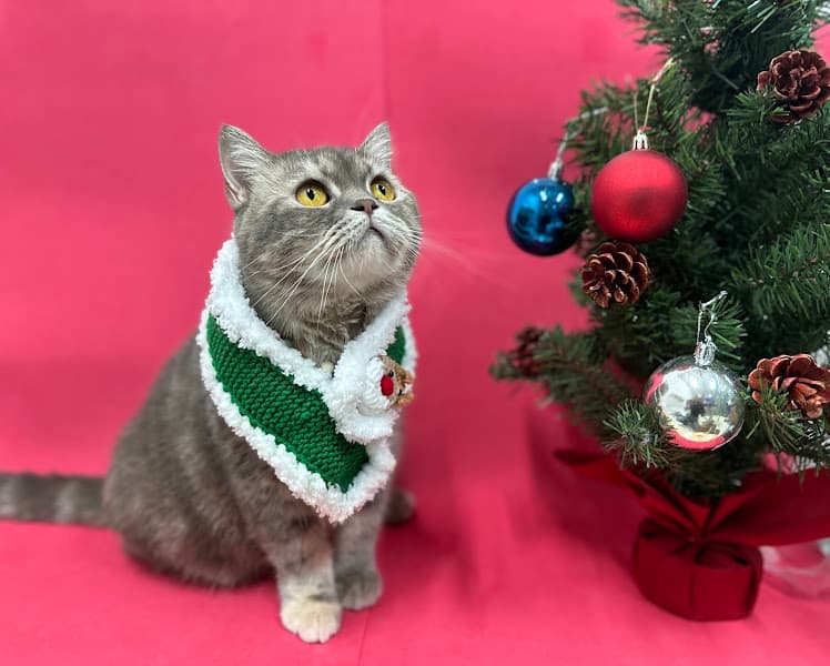 Hình ảnh THƠM tiệm làm đẹp thú cưng - 4