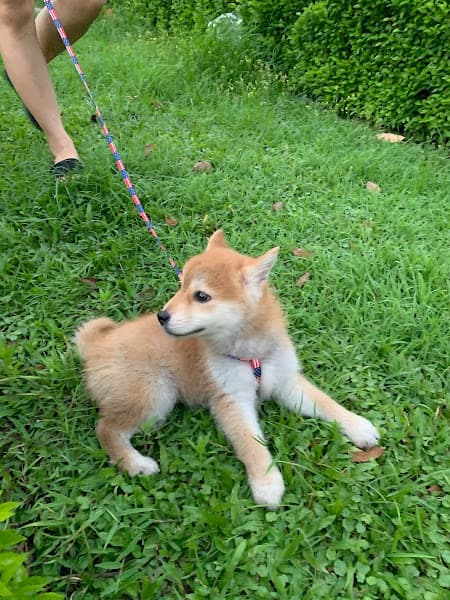 Hình ảnh Trại Nhân Giống Chó, Mèo Cảnh AZPET - 2