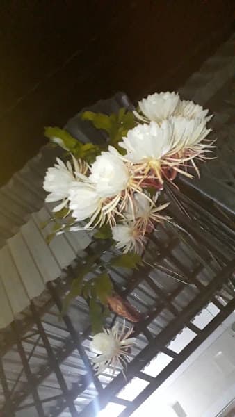 Hình ảnh Dịch vụ giặt ủi hoàn hảo - 4