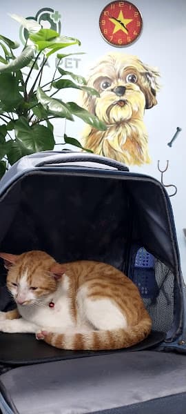 Hình ảnh Phòng khám thú y - Delta Pet Clinic Biên Hoà Cấp Cứu 24/7 - 3