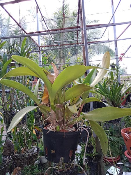 Hình ảnh Siêu thị Bách hoá XANH Ấp Bàu Dài - 2