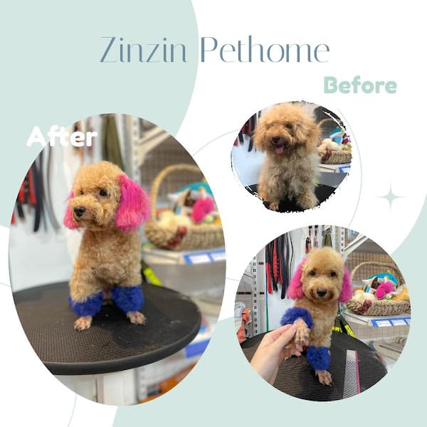 Hình ảnh Cắt Tỉa Lông-Khách Sạn Thú Cưng ZinZin Pethome Chi Nhánh 2 - 5