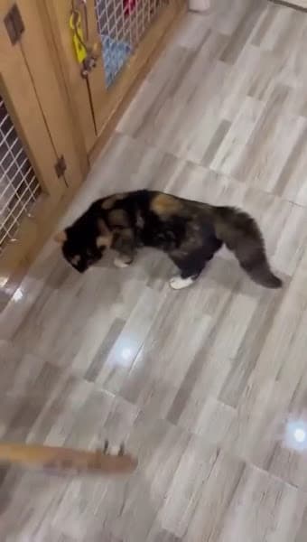 Hình ảnh Pet Island- Pet-Spa-Grooming-thú cưng - 3