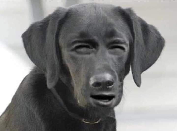 Hình ảnh Bệnh viện Thú y Pet Chop (Phòng khám thú y PetChop Thuận Thành) - 2