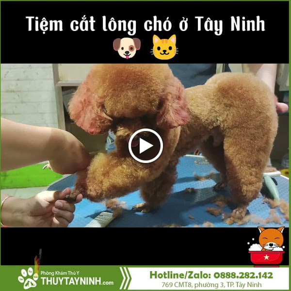 Hình ảnh Siêu Thị Dành Cho Chó Mèo - Pet Shop Lớn Nhất Tây Ninh - 4