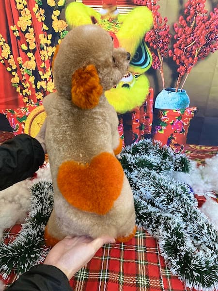 Hình ảnh HOME PET - 2