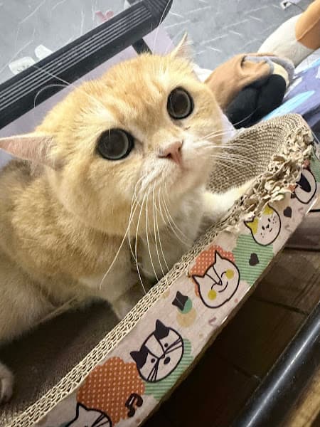 Hình ảnh Bệnh Viện Thú Y PetHealth Hải Phòng - 2