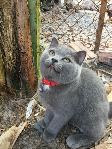 Hình ảnh Mon House Pet - 3