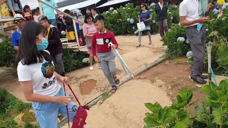 Hình ảnh Cánh đồng hoa Cẩm Tú Cầu - 5