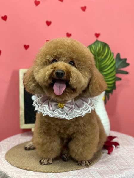 NaMi Pet Grooming Style