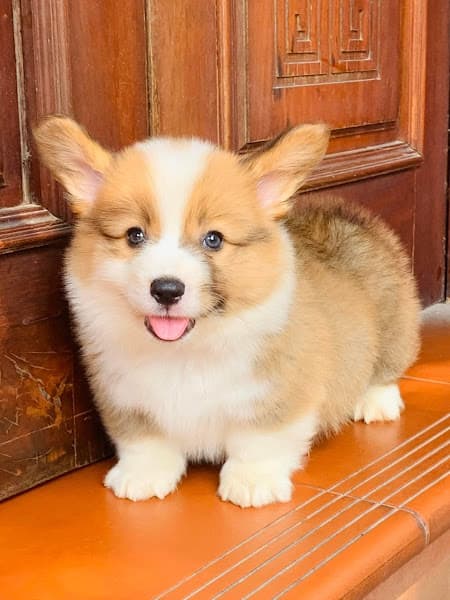 Hình ảnh Mua chó Poodle – Corgi – Phốc Sóc Đà Nẵng - 6