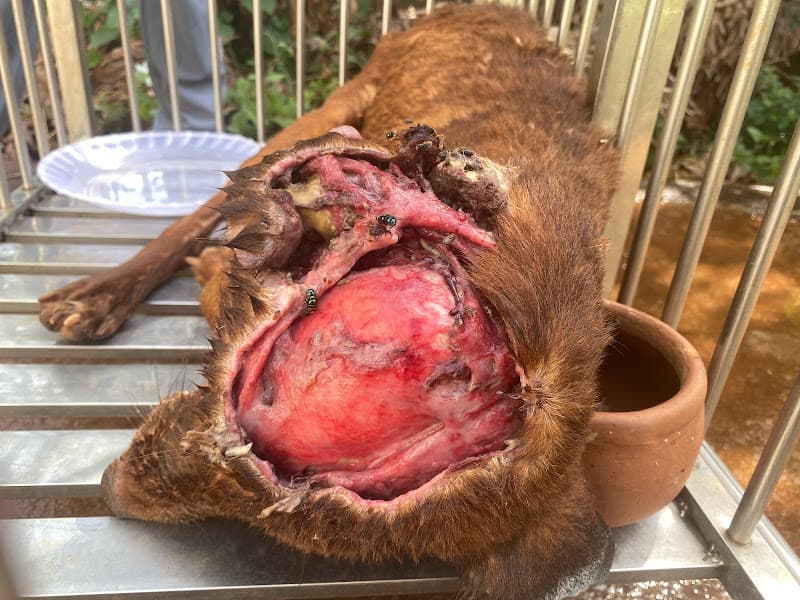 Hình ảnh PHÒNG KHÁM THÚ Y SUPER PET CHÂU ĐỨC - 3