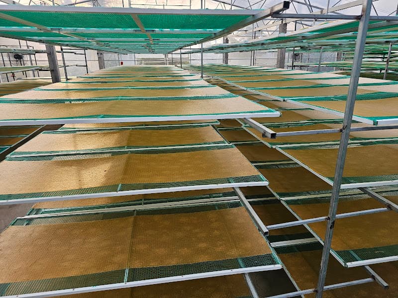 Hình ảnh Bánh Phồng Tôm Năm Căn - 2