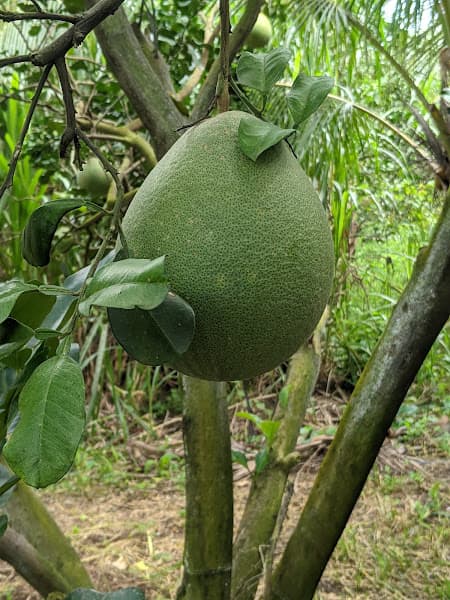 Ảnh bìa Nông Trại Trái Cây - Fruit Farm