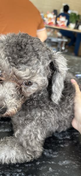 Hình ảnh Phòng Khám Thú Y T8 PET - 4