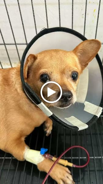 Hình ảnh Phòng khám thú y Mỹ Tho - ELISA PET - 4