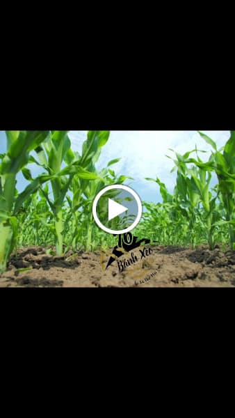 Hình ảnh Bánh Xèo 76 - 3