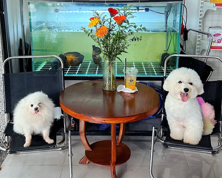 Hình ảnh NẤM PET BMT - 3