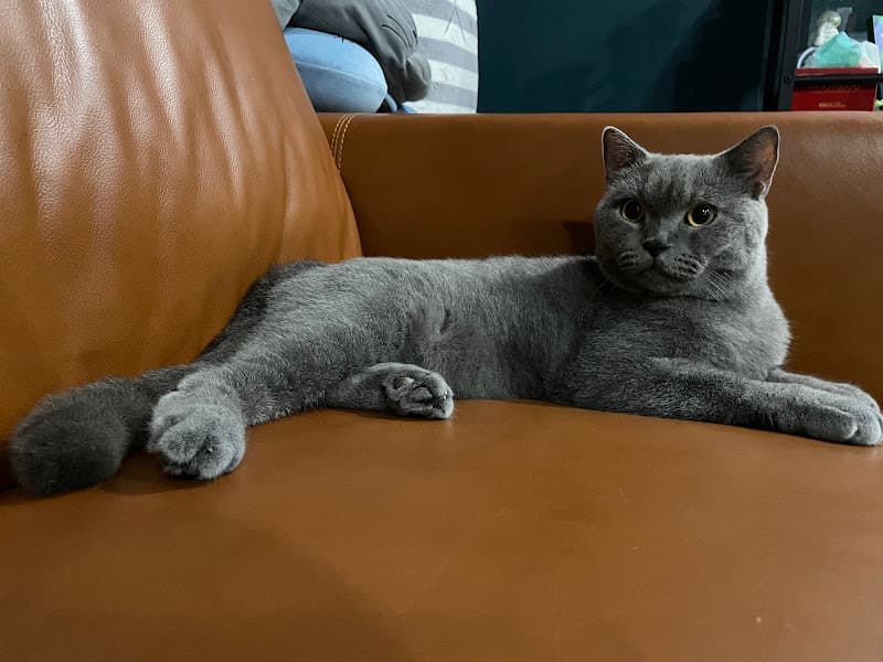 Ảnh bìa Dịch Vụ Trông Giữ Chó Mèo Nami Cat Home