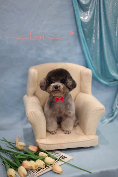 Phòng khám Thú Y Dr Hoàng - Pet shop