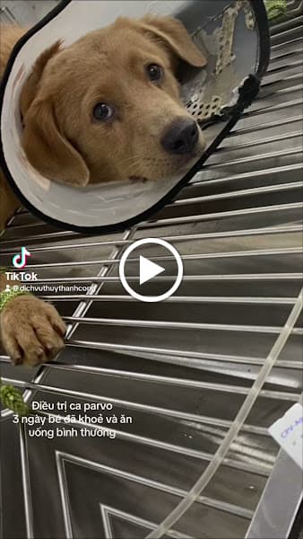 Hình ảnh Dịch Vụ Thú Y Thành Công - 3