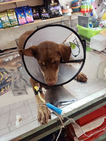 Phòng Khám Thú Y Long Khánh ( Pum Vet)