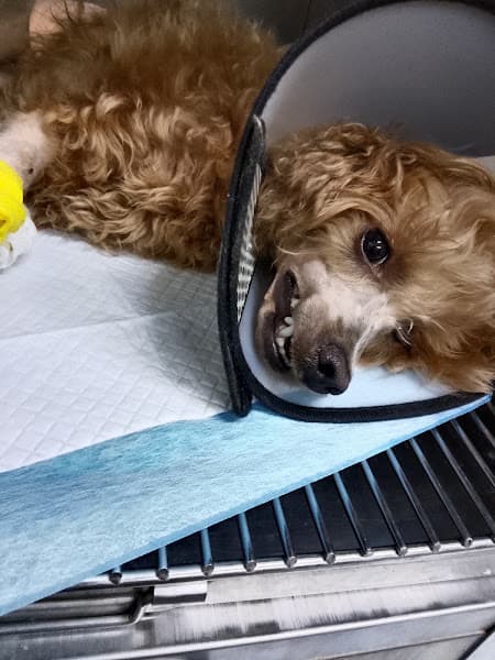 Hình ảnh PHÒNG KHÁM THÚ Y DR. ĐIỀN - 3