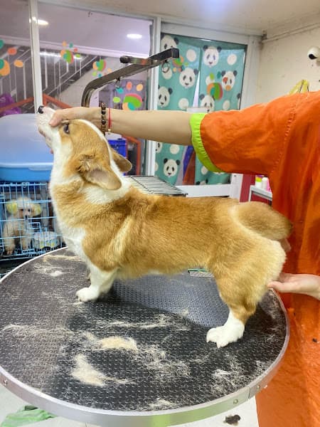 Hình ảnh Múp Pet - 4