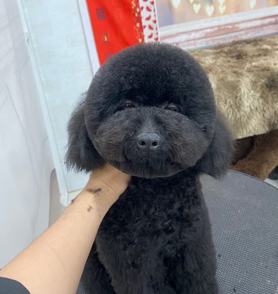 Hình ảnh Bamin Pet Home ( Đào tạo học viên, Cắt tỉa lông, spa thú cưng uy tín Cần Thơ ) - 4