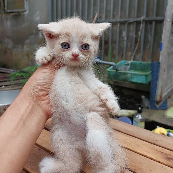 Hình ảnh Trại mèo Trang Miu - 2