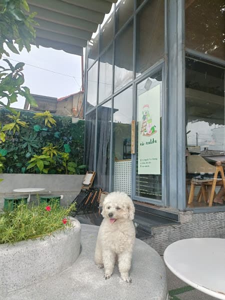 Hình ảnh Mie Matcha - 2